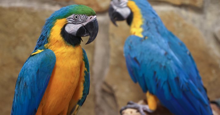 Parrot fever has killed 5 people in Europe. Should Canadians be worried? – National