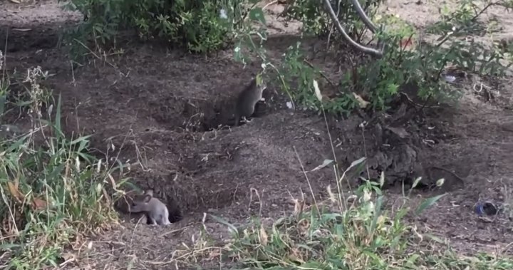 Rats set up shop next to Montreal grocery store. Residents are fed up