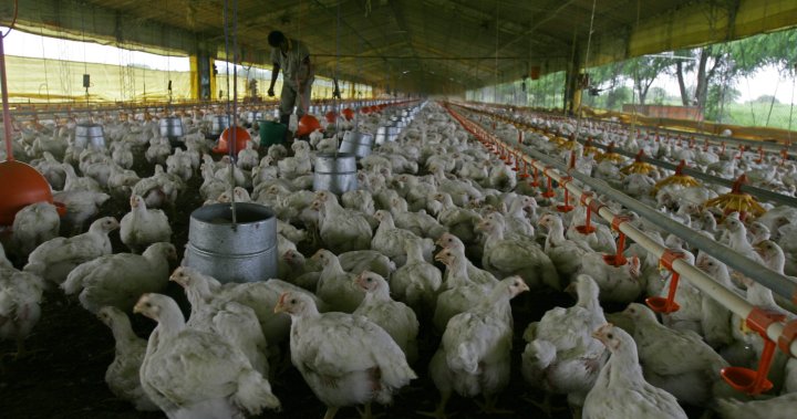 Deadly bird flu strain spreads in South America. What’s the risk to humans? – National