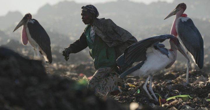 Electronic waste is on the rise, UN warns, as recycling expected to drop – National