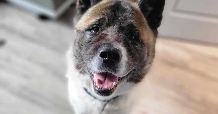 Alberta man stuck in the mud for two days reunited with dogs that rescued him