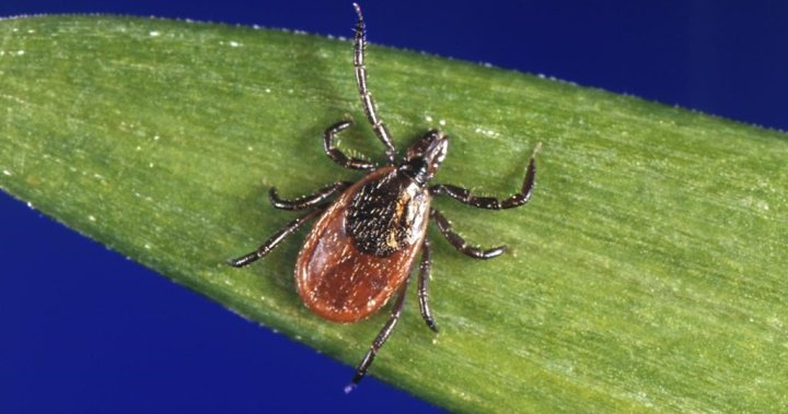 SFU researchers say ant pheromones could help prevent tick bites