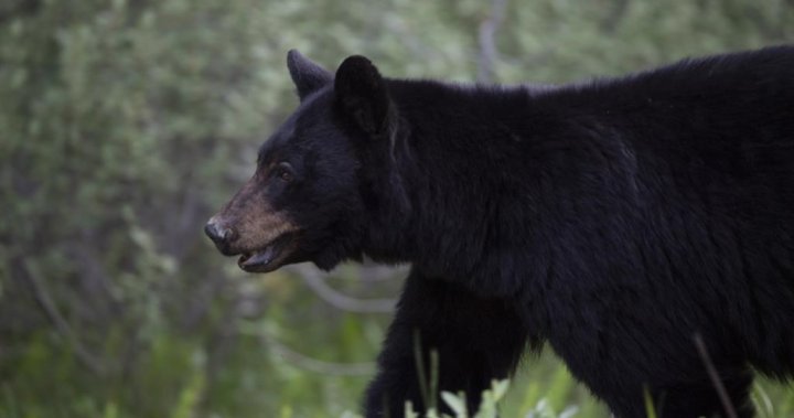 Nova Scotia scraps spring bear hunt idea, public ‘very divided’ on issue