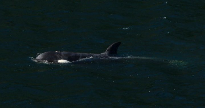 B.C. orphaned orca calf swims out of lagoon on her own