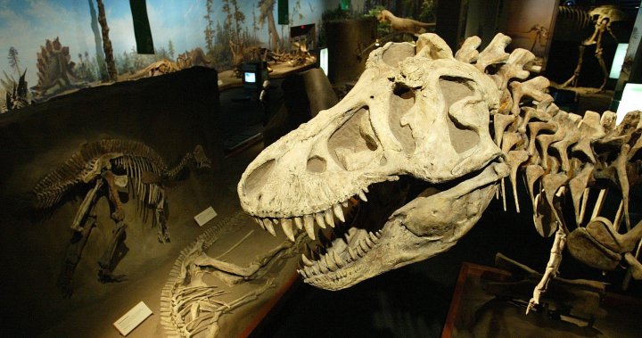 T. Rex an intelligent tool-user and culture-builder? Not so fast, says new U of A research