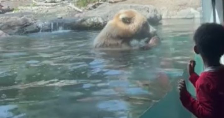 Kids watch in shock as bear devours ducklings, one by one, at Seattle zoo – National