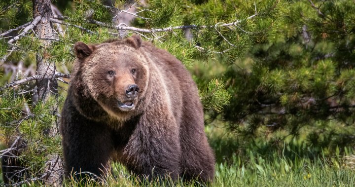 Man mauled by grizzly bear in ‘surprise encounter’ at Grand Teton National Park – National