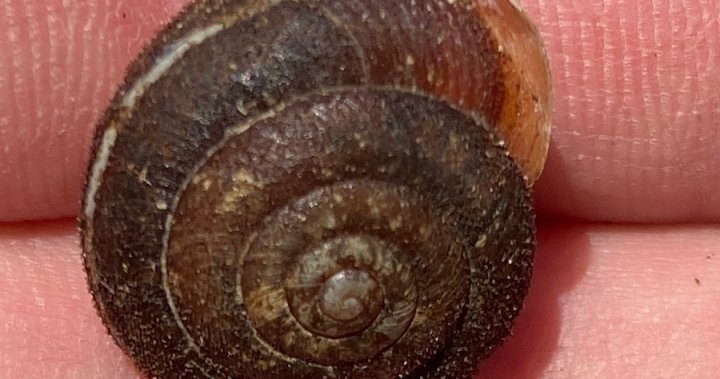 Crowdsourcing app helps prove endangered snail still on Canada’s mainland