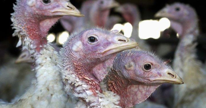 First-ever human death of bird flu strain H5N2 confirmed in Mexico: WHO