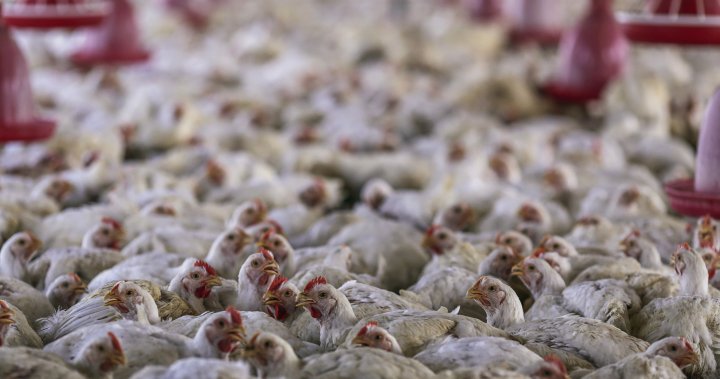 4-year-old child in India tests positive for bird flu, WHO confirms – National