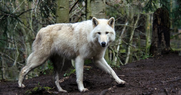 Woman mauled by wolves while jogging in French safari park – National