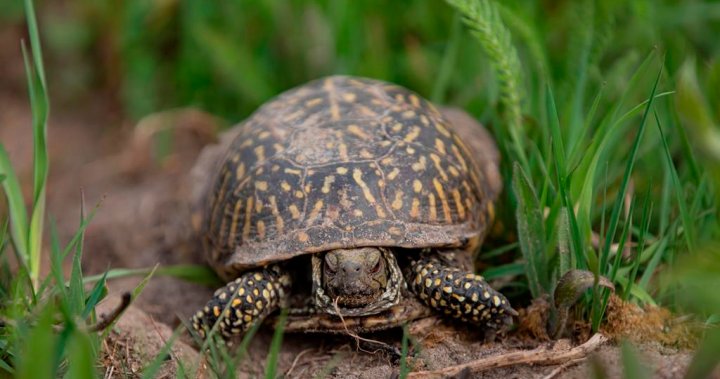 Chinese woman arrested after allegedly trying to smuggle 29 turtles into Canada