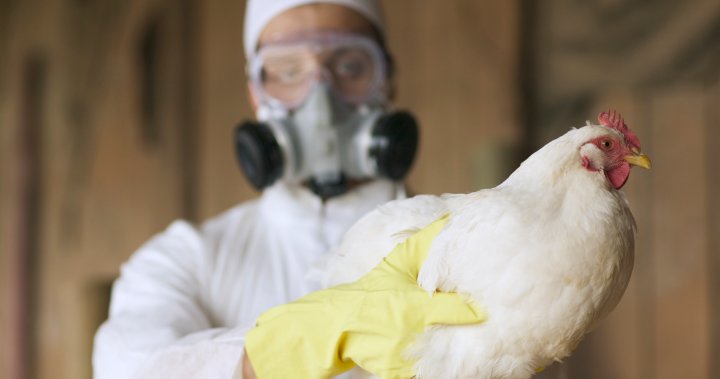 Bird flu pandemic may be ‘unfolding in slow motion,’ scientists warn – National