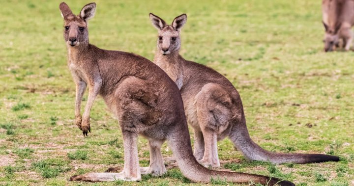 More than 80 kangaroos shot, hit by cars, prompting Australian investigation – National