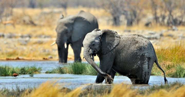 700 wild animals, including elephants and hippos, to be killed for meat in Namibia – National