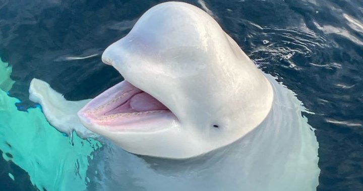 Beloved ‘Russian spy’ beluga whale was shot dead, animal rights groups say – National