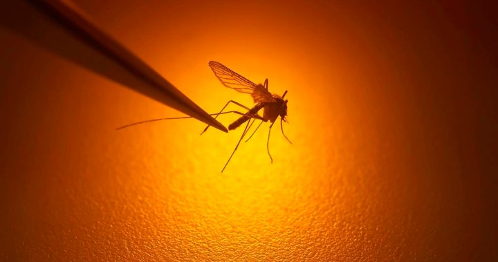 Warmer summers could mean Zika and dengue move into Canada, experts warn – National