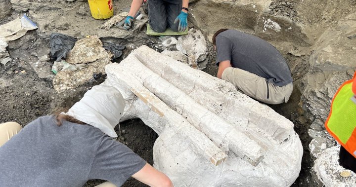 Paleontologists unearth giant skull of Pachyrhinosaurus in Alberta