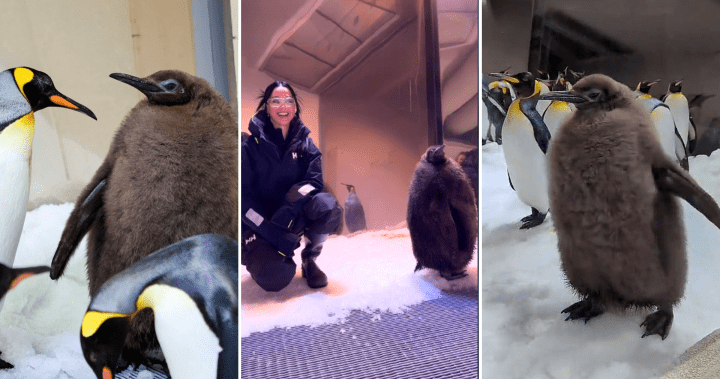 Pesto, a massive, fuzzy baby penguin, waddles his way to internet fame – National