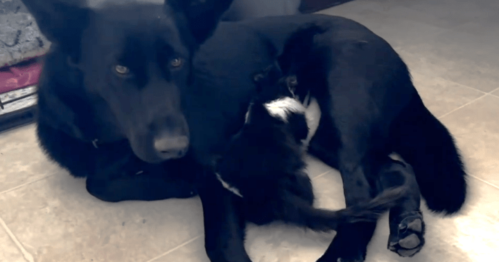 Manitoba rescue dog lactates to feed orphaned feral kitten