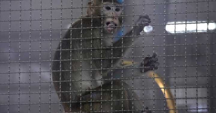 Whistleblowers claim 18 monkeys died at testing centre, USDA investigating – National