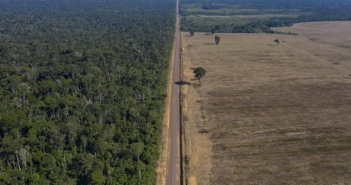 38 people die in a crash between a passenger bus and a truck in Brazil – National