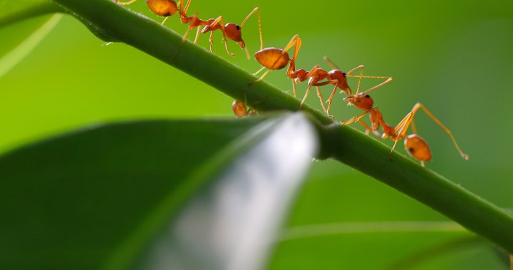 Superbugs are on the rise — could ants be our secret weapon?