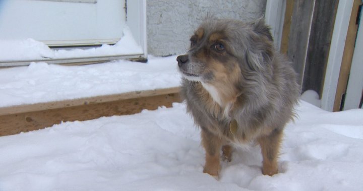 Extreme cold in Canada and how to keep your dogs, cats and other pets safe