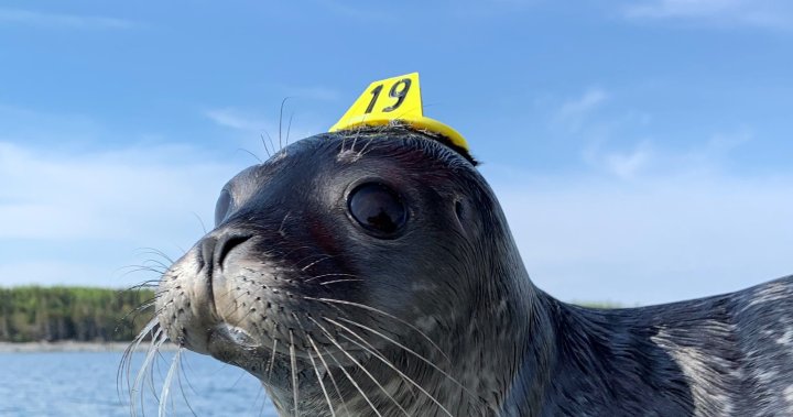 Seals wearing ‘hats’ spotted in Atlantic Canada as part of research study